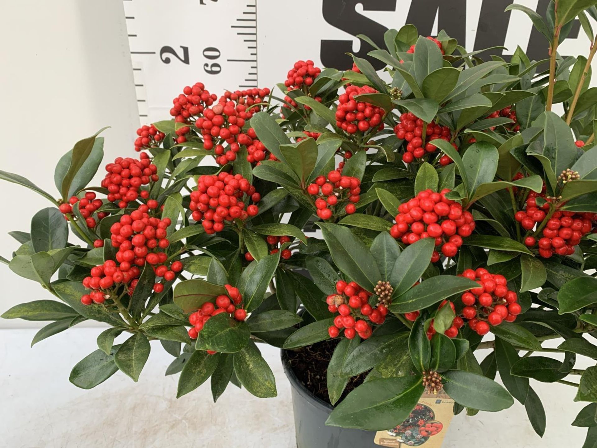 ONE LARGE SKIMMIA JAPONICA 'PABELLA' PLANT IN 5 LTR POT APPROX 75CM IN HEIGHT PLUS VAT - Image 5 of 11