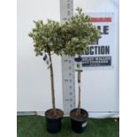 TWO EUONYMUS STANDARD TREES OVER 150CM IN HEIGHT IN 7 LTR POTS PLUS VAT TO BE SOLD FOR THE PAIR