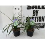 TWO ASTELIA 'SILVER SHADOW' PLANTS IN 2 LTR POTS APPROX 50CM IN HEIGHT PLUS VAT TO BE SOLD FOR THE