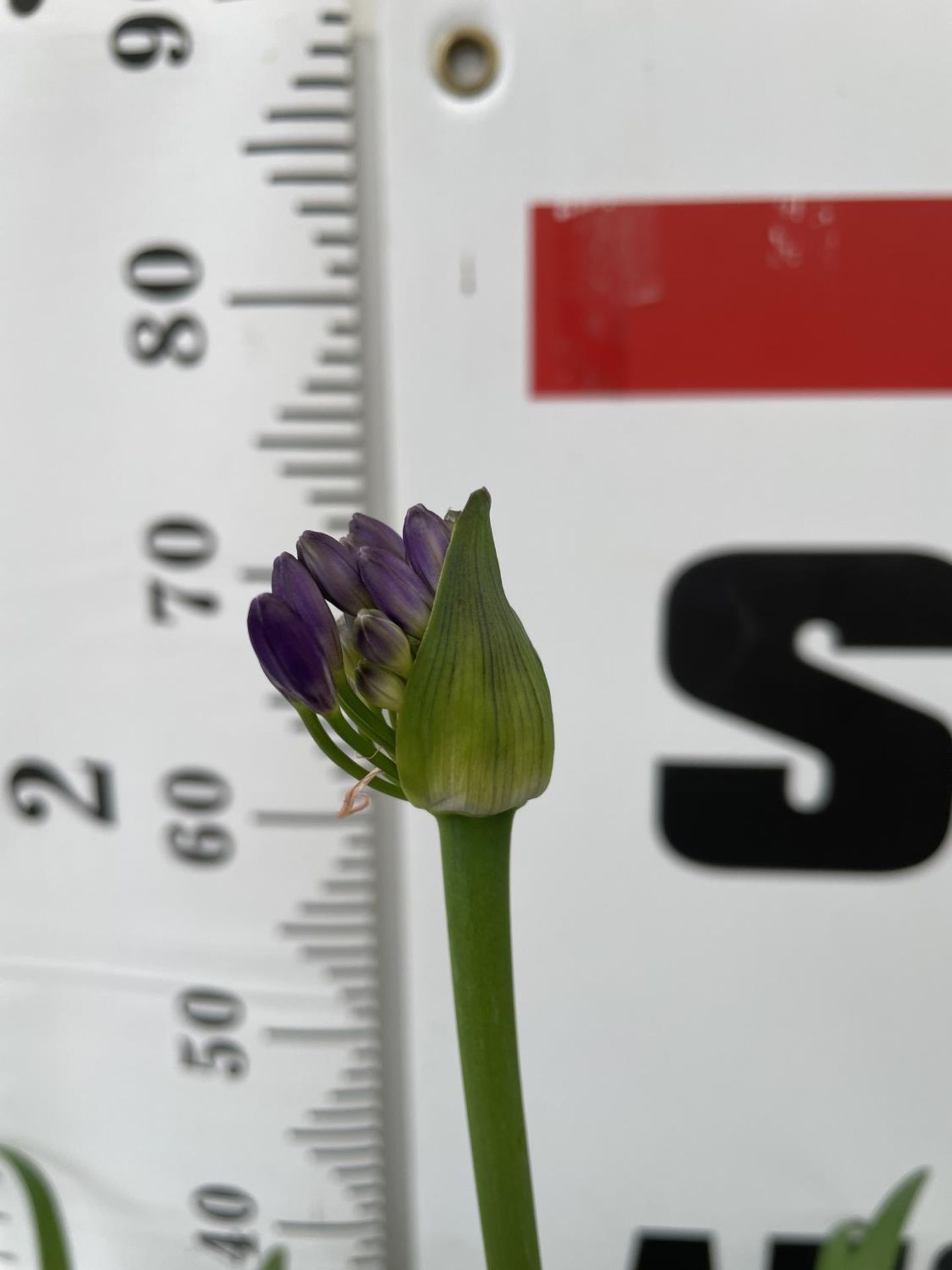 TWO LARGE AGAPANTHUS POPPIN PURPLE OVER 80CM TALL IN FIVE LTR POTS TO BE SOLD FOR THE TWO + VAT - Image 4 of 4