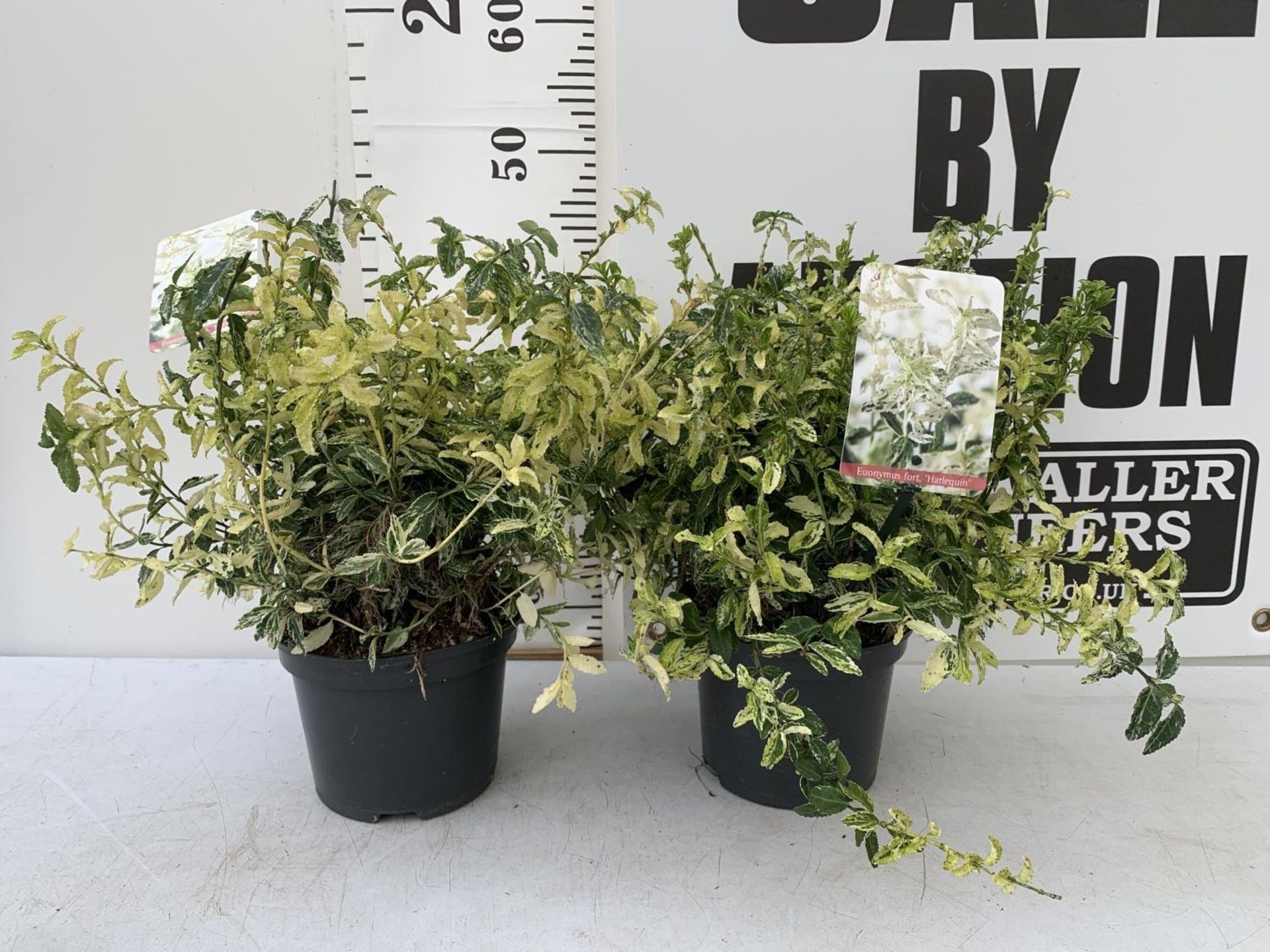 TWO EUONYMUS 'FORTUNEI HARLEQUIN' IN 2 LTR POTS PLUS VAT TO BE SOLD FOR THE TWO APPROX 45CM IN