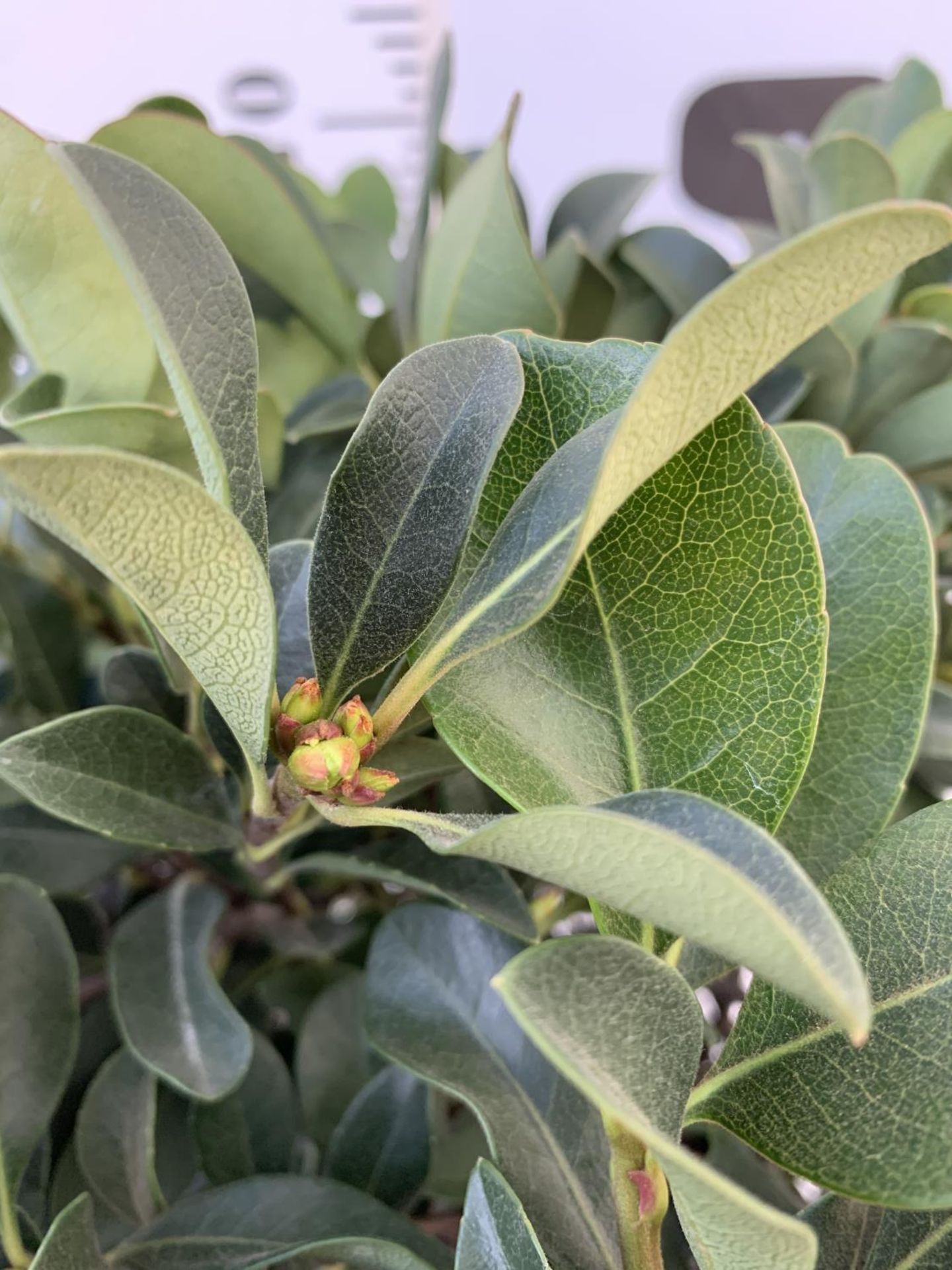 ONE RHAPHIOLEPIS UMBELLATA BUSH APPROX 80CM IN HEIGHT IN A 15 LTR POT PLUS VAT - Image 3 of 3