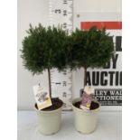 TWO WAXFLOWER CHAMELAUCIUM WHITE AND PINK STANDARD TREES IN 4 LTR POTS APPROX 70CM IN HEIGHT TO BE
