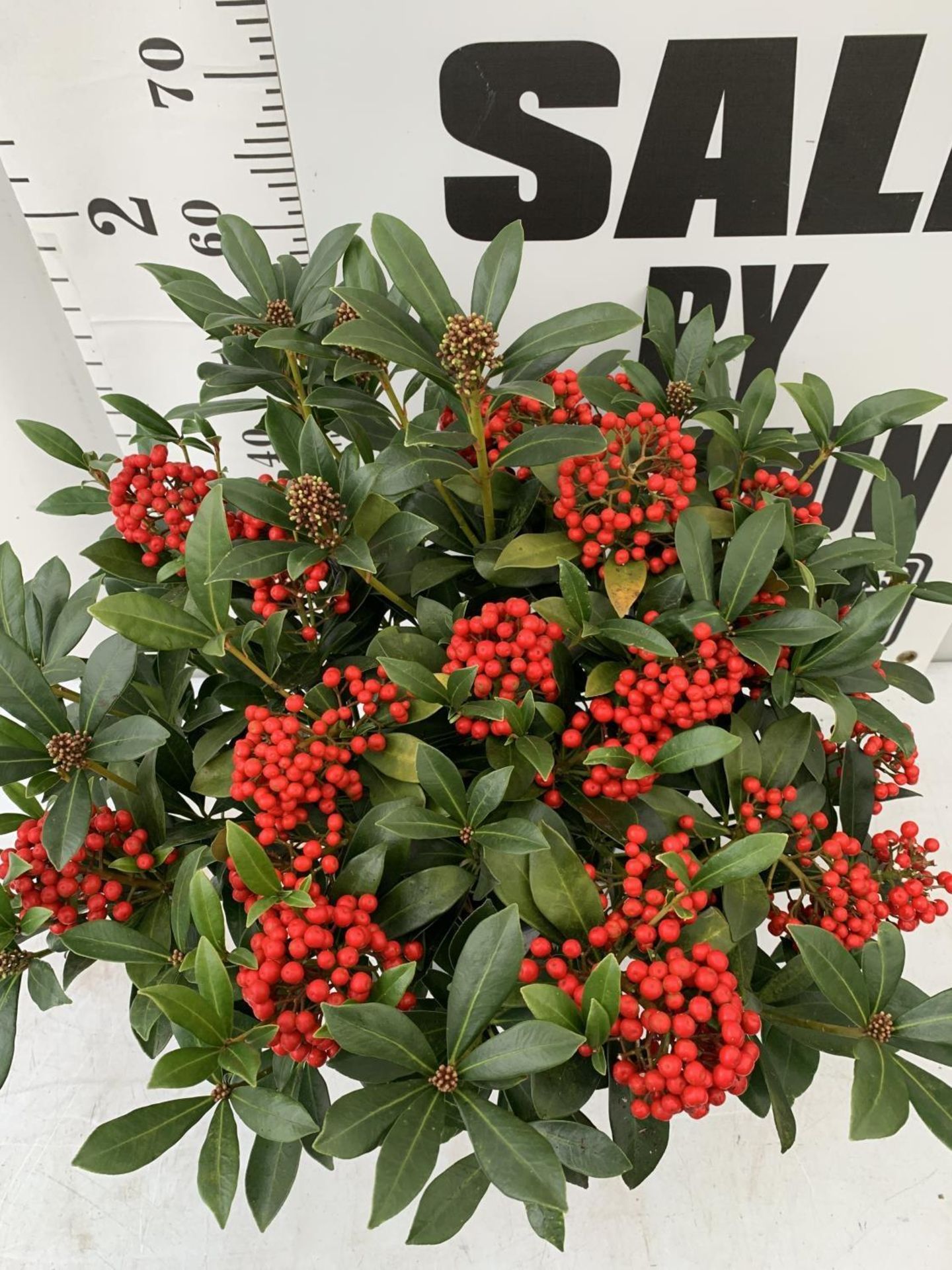 A LARGE SKIMMIA JAPONICA 'PABELLA' PLANT IN A 5 LTR POT APPROX 75CM IN HEIGHT PLUS VAT - Image 5 of 10