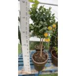A LARGE STANDARD LEMON TREE WITH FRUIT OVER 180CM TALL IN A 4O LITRE POT NO VAT