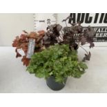 THREE VARIETIES OF HEUCHERA 'CARNIVAL' IN 2 LTR POTS PLUS VAT TO BE SOLD FOR THE THREE