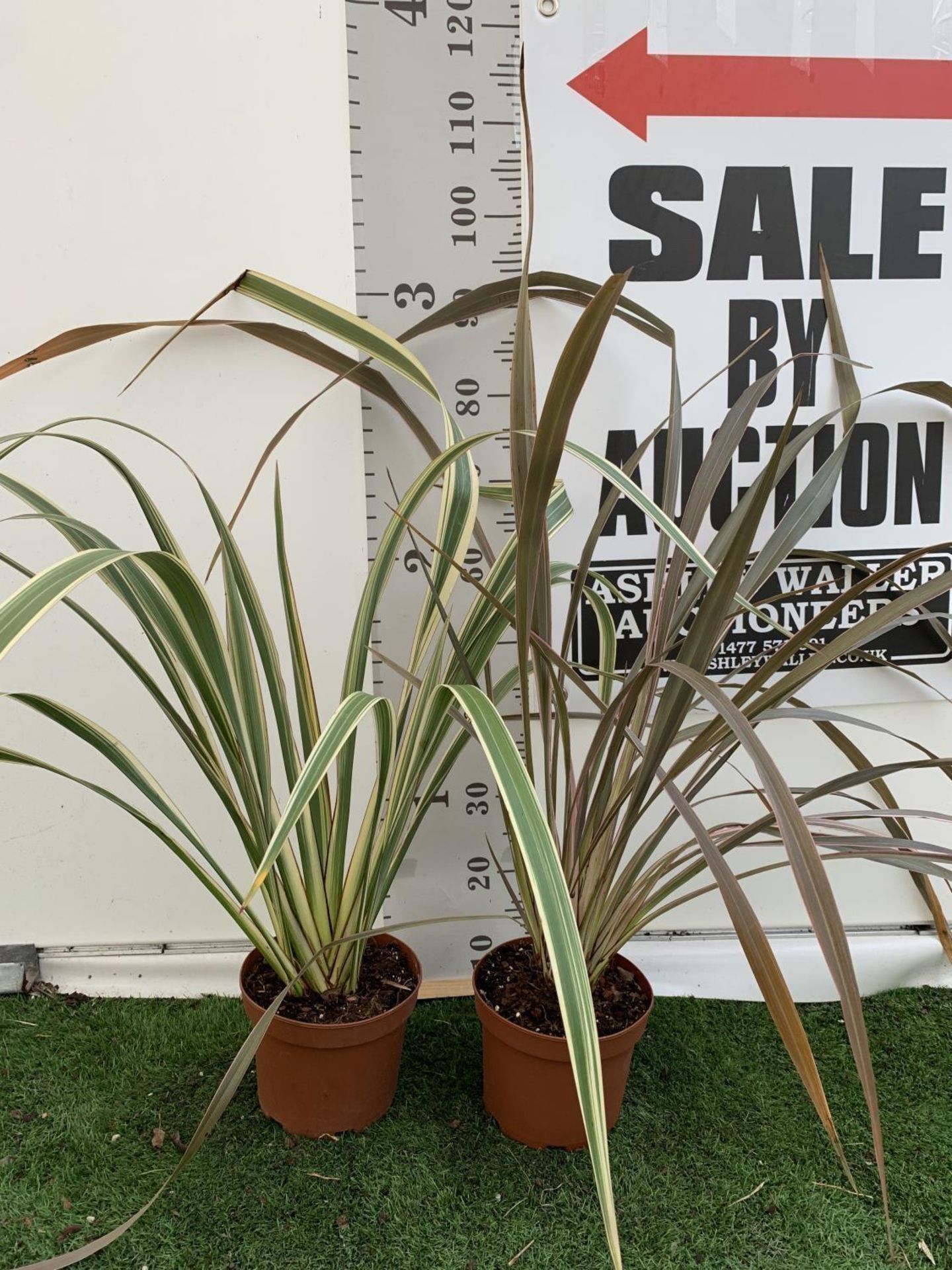 TWO PHORMIUM TENAX PLANTS 'TRICOLOUR' AND 'TENAX' APPROX ONE METRE IN HEIGHT IN 3LTR POTS PLUS VAT - Image 2 of 12