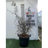 ONE LARGE CORYLUS 'CONTORTA' TREE IN A 40 LTR POT OVER 2M IN HEIGHT PLUS VAT