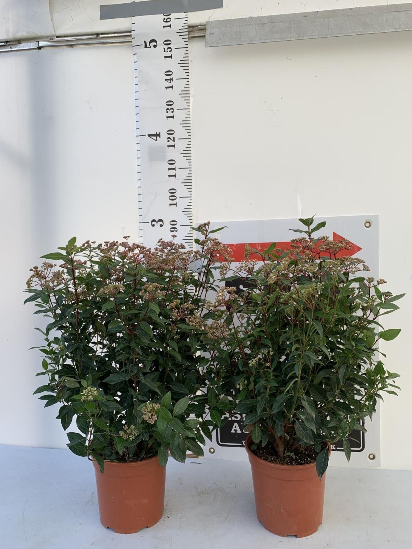 TWO LARGE VIBURNUM TINUS SPIRIT BUSHES APPROX 85CM IN HEIGHT IN 7LTR POTS PLUS VAT TO BE SOLD FOR - Image 2 of 5