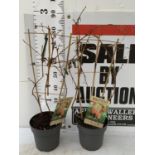 TWO FRUIT BUSHES RASPBERRIES 'TWO TIMER SUGANA RED' ON A TRELLIS IN 4 LTR POTS NO VAT TO BE SOLD FOR