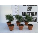 SIX MINIATURE ROSEMARY STANDARD TREES IN TERRACOTTA POTS 35CM IN HEIGHT NO VAT TO BE SOLD FOR THE