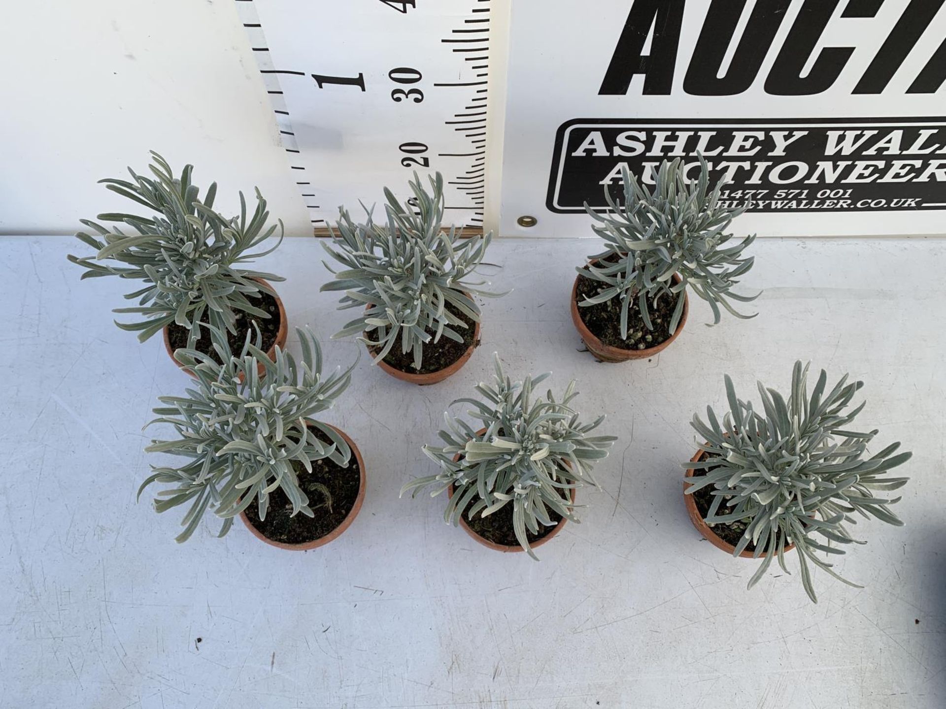 SIX MINIATURE LAVENDER STANDARD TREES IN TERRACOTTA POTS 35CM IN HEIGHT PLUS VAT TO BE SOLD FOR - Image 2 of 4