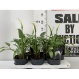 SIX WHITE ZANTEDESCHIA AETHIOPICA ARUM LILY TO BE SOLD FOR THE SIX + VAT