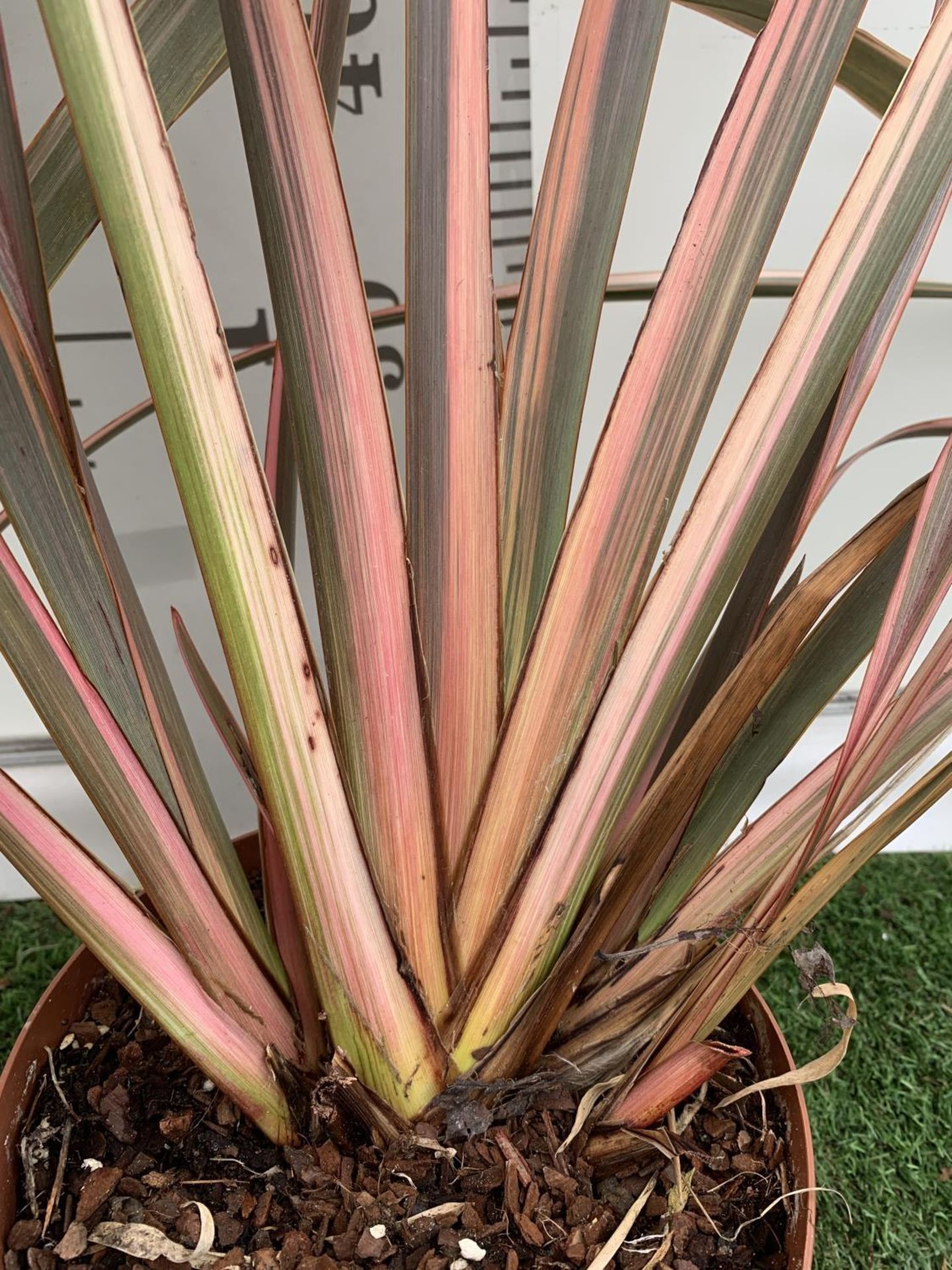 TWO PHORMIUM TENAX 'RAINBOW QUEEN' IN 3LTR POTS APPROX 1M IN HEIGHT PLUS VAT TO BE SOLD FOR THE TWO - Image 2 of 4