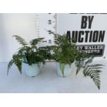 TWO FERNS ' DRYOPTERIS ERYTHROSORA' IN 2 LTR POTS APPROX 40CM IN HEIGHT PLUS VAT TO BE SOLD FOR