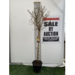 A FORSYTHIA XINTERMEDIA 'COURTALYN' TREE APPROX 190CM IN HEIGHT IN A 7 LTR POT PLUS VAT