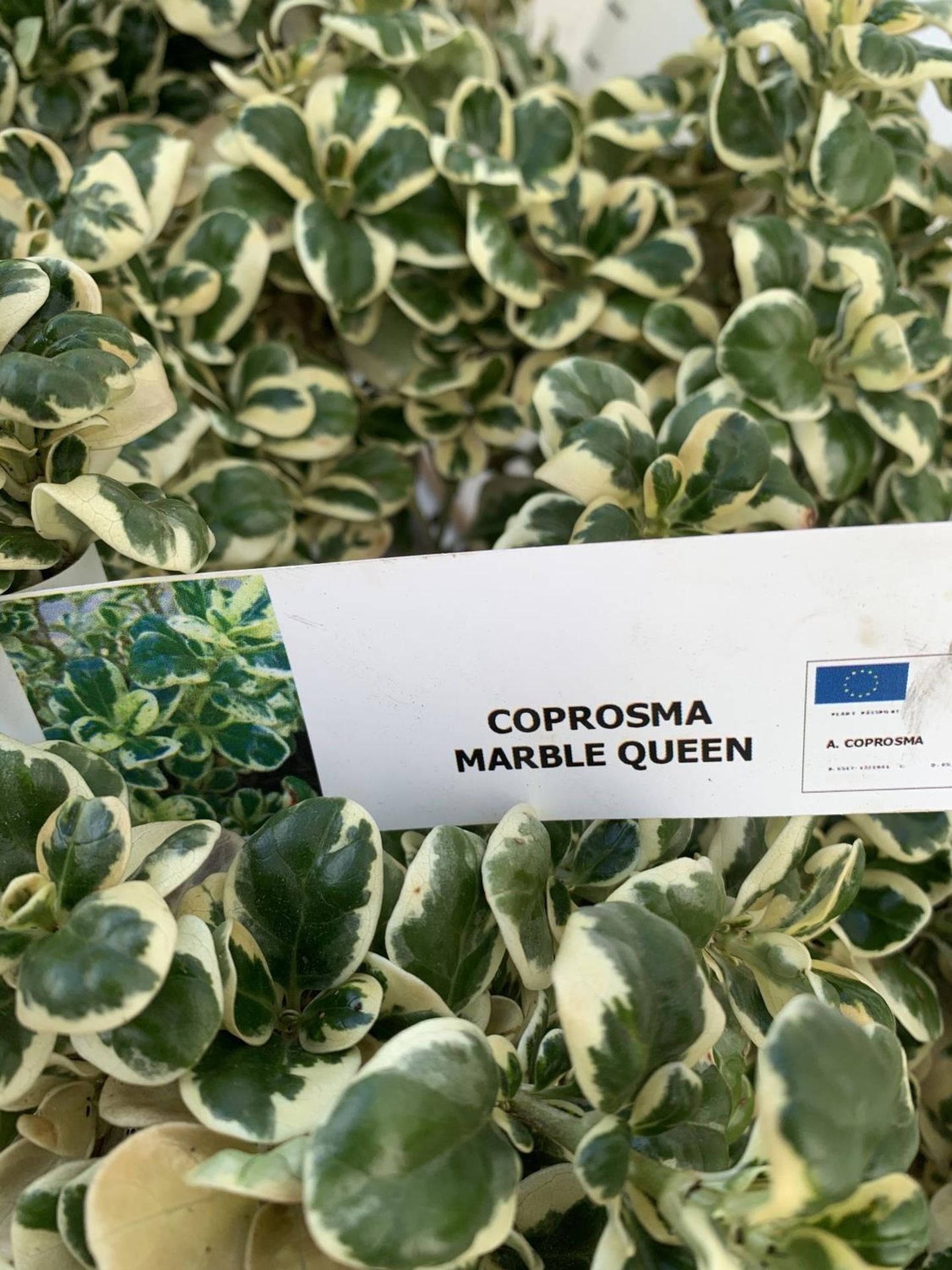 TWO COPROSMA 'MARBLE QUEEN' APPROX 50 CM IN HEIGHT IN 10 LTR POTS PLUS VAT TO BE SOLD FOR THE TWO - Image 5 of 6