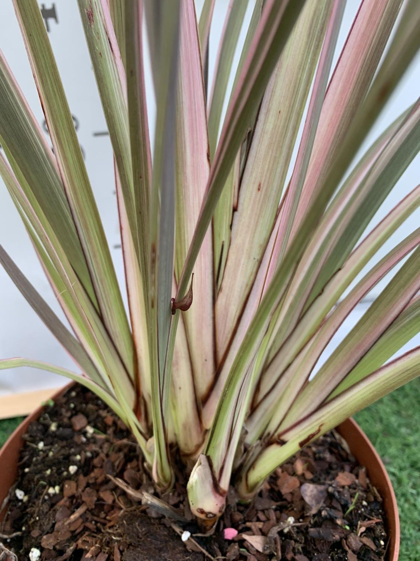 TWO PHORMIUM TENAX PLANTS 'TRICOLOUR' AND 'TENAX' APPROX ONE METRE IN HEIGHT IN 3LTR POTS PLUS VAT - Image 11 of 12