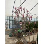 A LARGE MAGNOLIA SOULANGEANA TREE OVER 240 CM IN HEIGHT IN A 40 LTR POT PLUS VAT