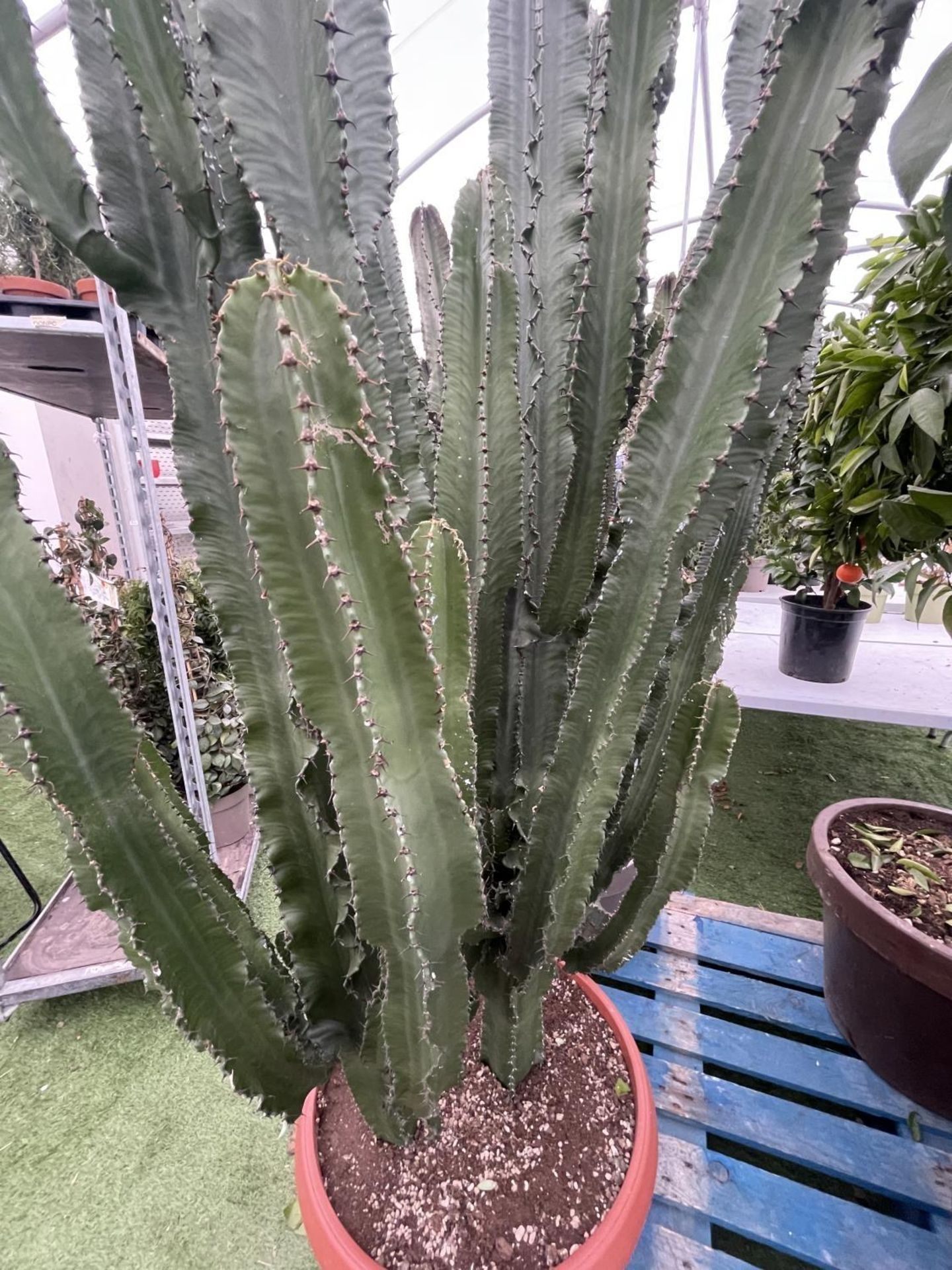 A LARGE EUPHORBIA ERYTREA CANDELABRUM CACTUS PLANT OVER 250CM TALL IN A 3O LITRE POT + VAT - Image 4 of 5