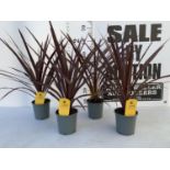 FOUR CODYLINE AUSTRALIS 'RED STAR' IN 1 LITRE POTS APPROX 70CM IN HEIGHT TO BE SOLD FOR THE FOUR