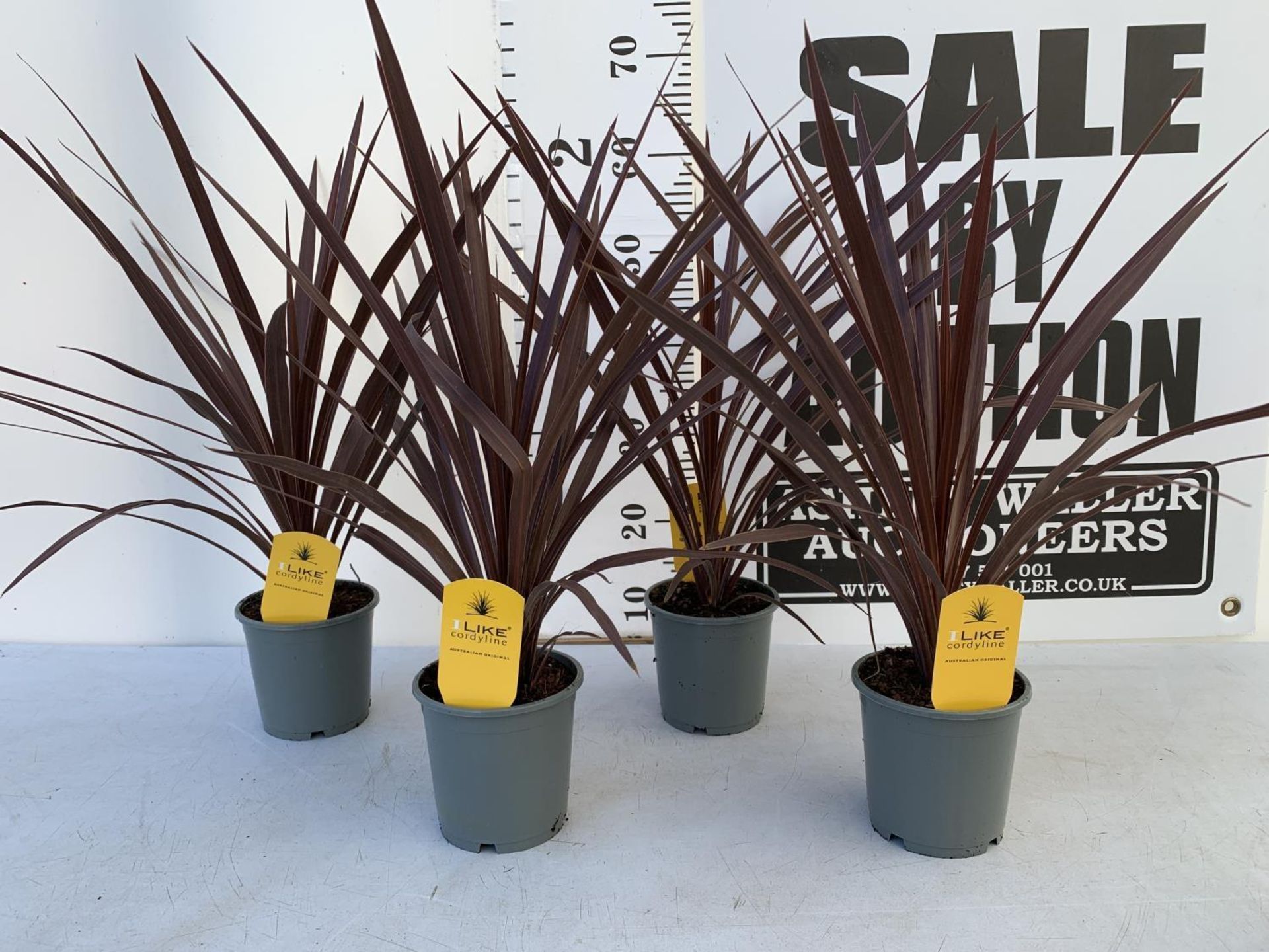 FOUR CODYLINE AUSTRALIS 'RED STAR' IN 1 LITRE POTS APPROX 70CM IN HEIGHT TO BE SOLD FOR THE FOUR