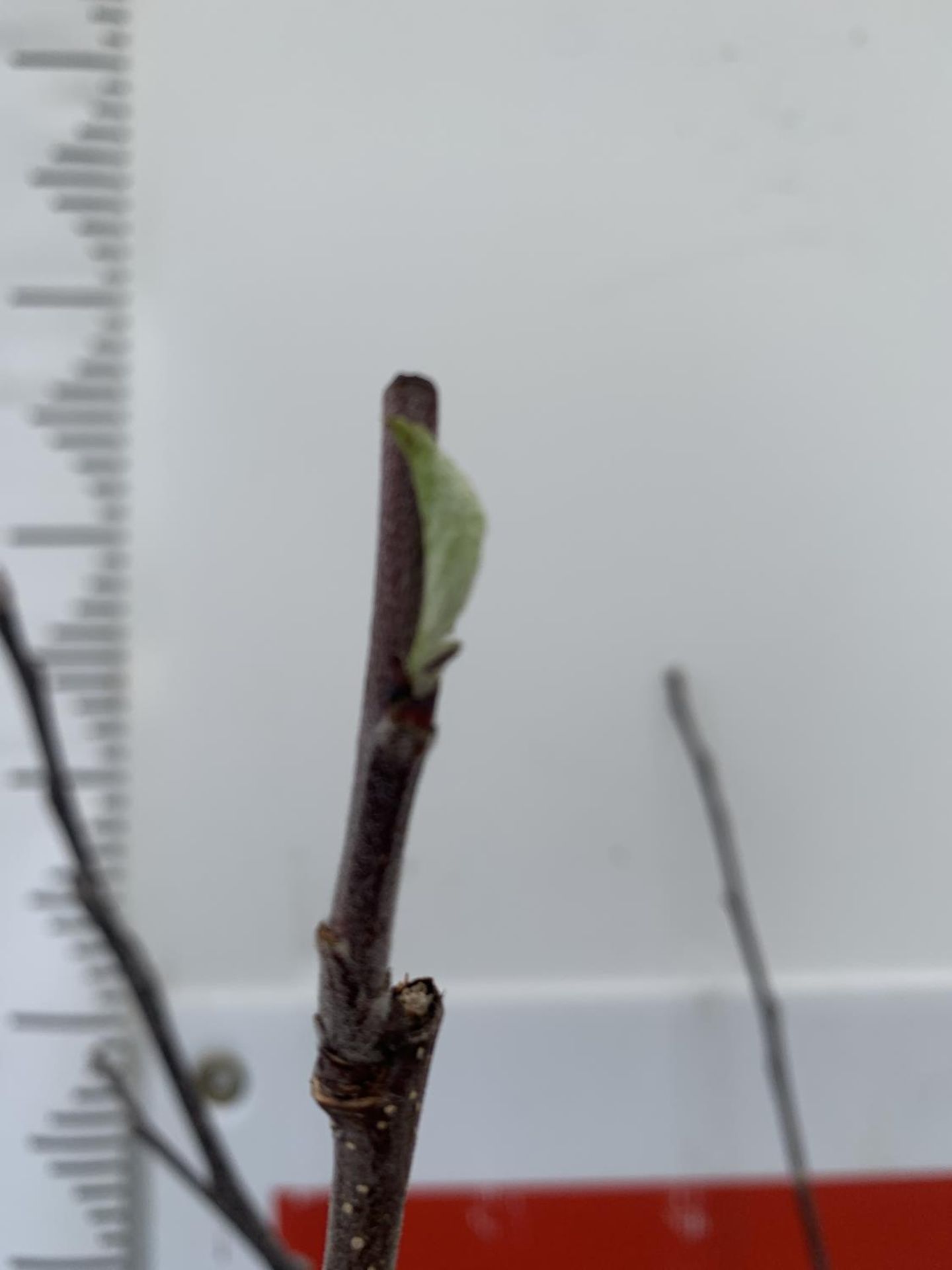 TWO VARIETIES OF APPLE TREE DOMESTICA 'DISCOVERY' AND 'SUMMERRED' IN 5 LTR POTS APPROX 120CM IN - Image 7 of 13