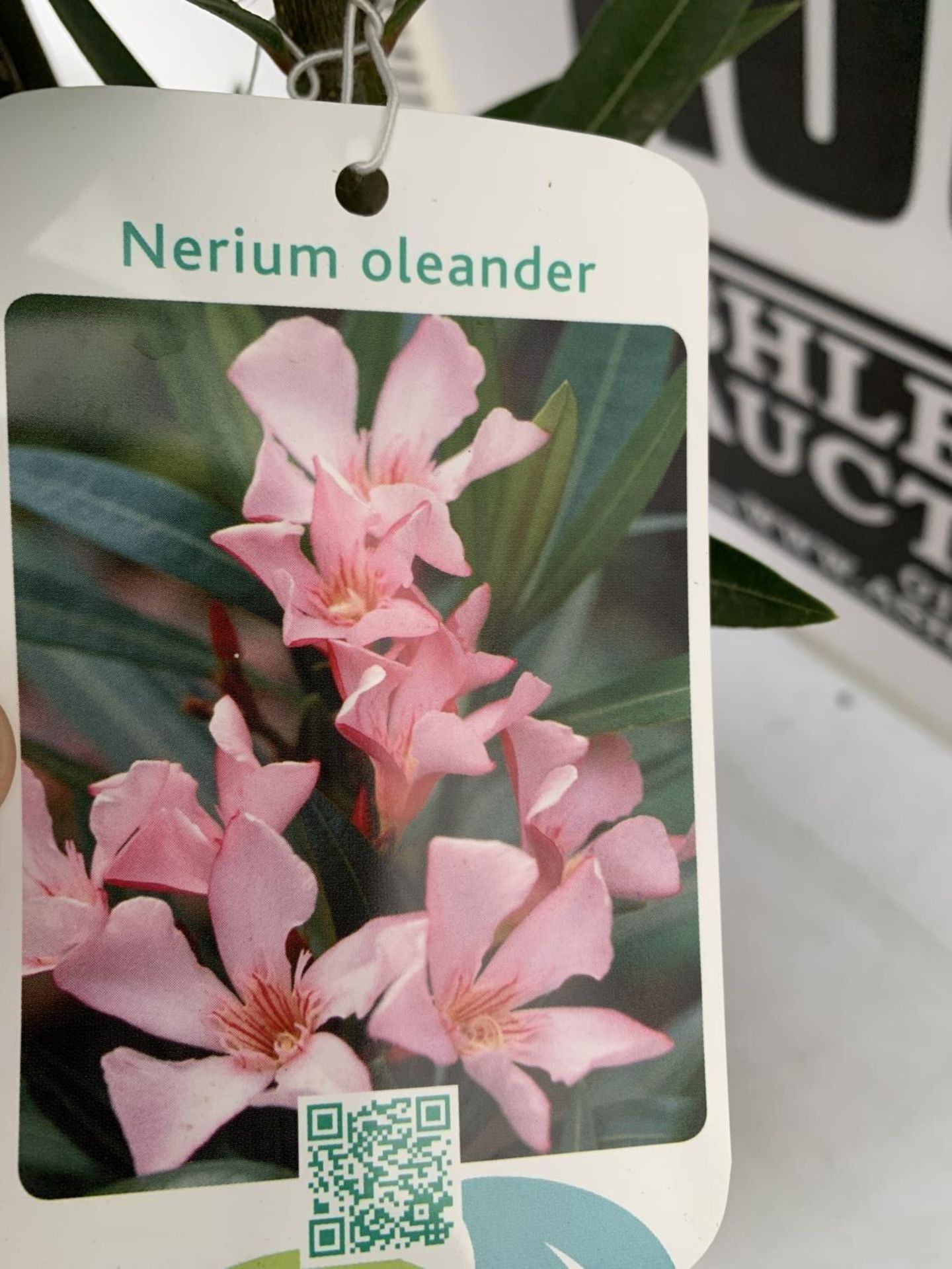 TWO LARGE OLEANDER NERIUM PINK APPROX 90CM IN HEIGHT IN 10 LTR POTS PLUS VAT TO BE SOLD FOR THE TWO - Image 4 of 6
