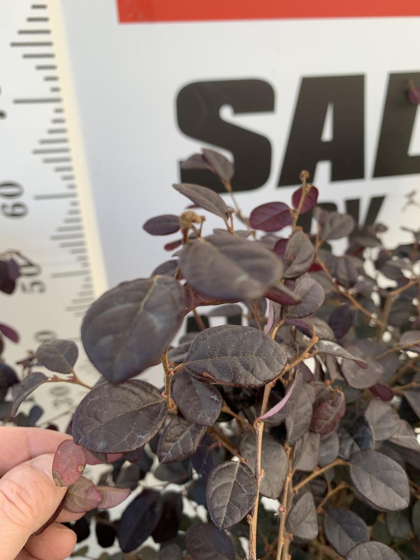 TWO LOROPETALUM CHINENSE- CHINESE FRINGE FLOWER 'BLACK PEARL' BUSHES APPROX 80CM IN HEIGHT PLUS - Image 3 of 4