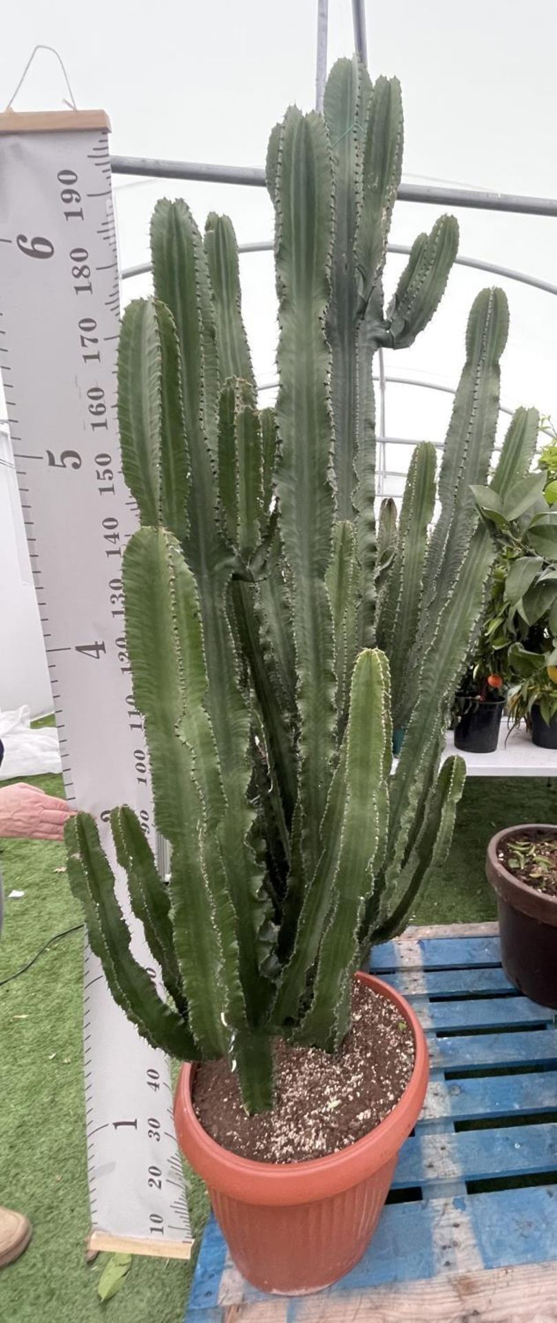 A LARGE EUPHORBIA ERYTREA CANDELABRUM CACTUS PLANT OVER 250CM TALL IN A 3O LITRE POT + VAT - Image 5 of 5