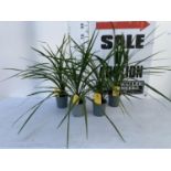 FOUR CODYLINE GREEN 'IN PEKO' IN 1 LITRE POTS APPROX 70CM IN HEIGHT TO BE SOLD FOR THE FOUR PLUS VAT