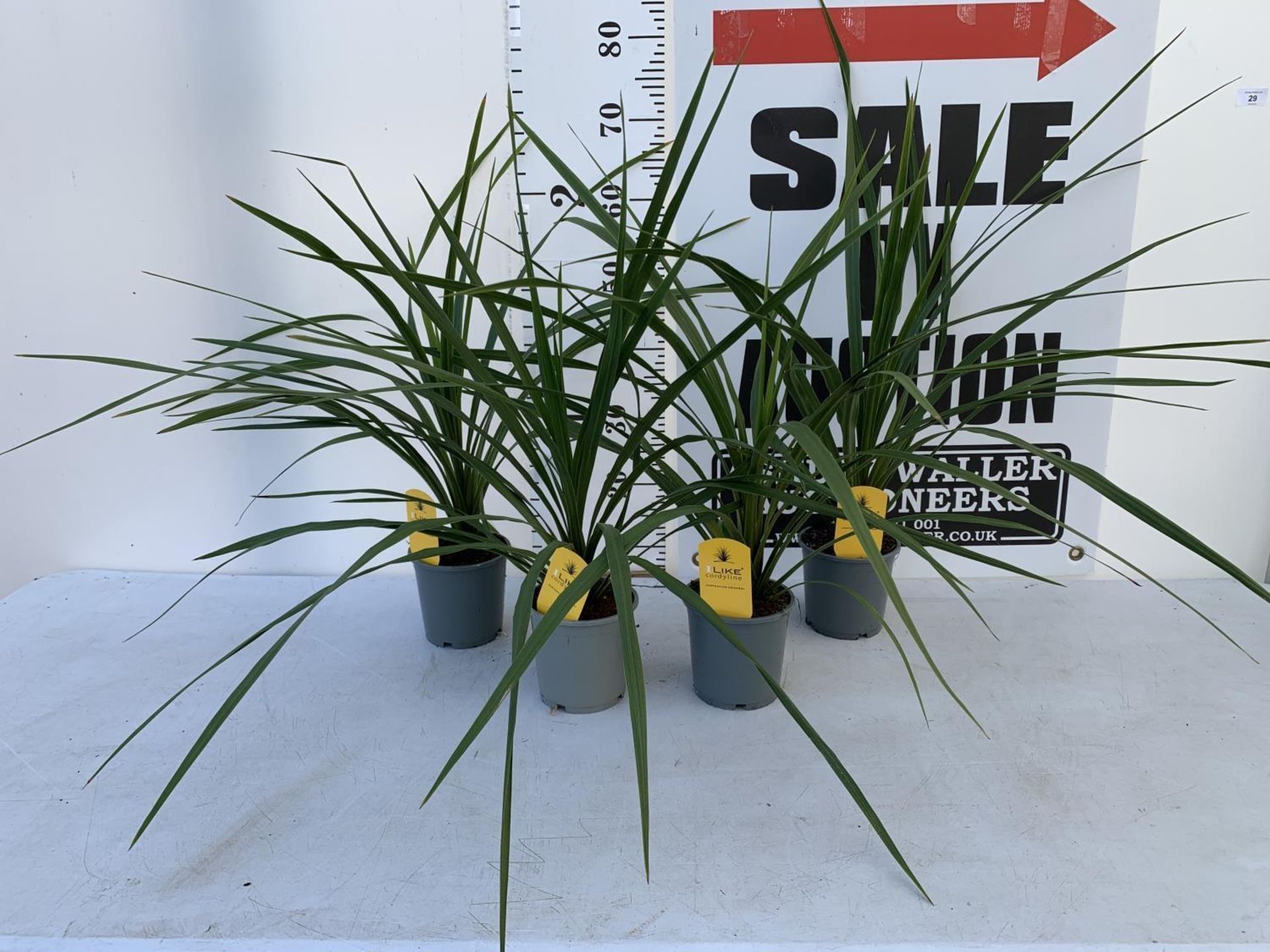 FOUR CODYLINE GREEN 'IN PEKO' IN 1 LITRE POTS APPROX 70CM IN HEIGHT TO BE SOLD FOR THE FOUR PLUS VAT