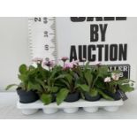 TEN POTS OF PRIMULA PINK 'GOLDEN NUGGET' TO BE SOLD FOR THE TEN PLUS VAT