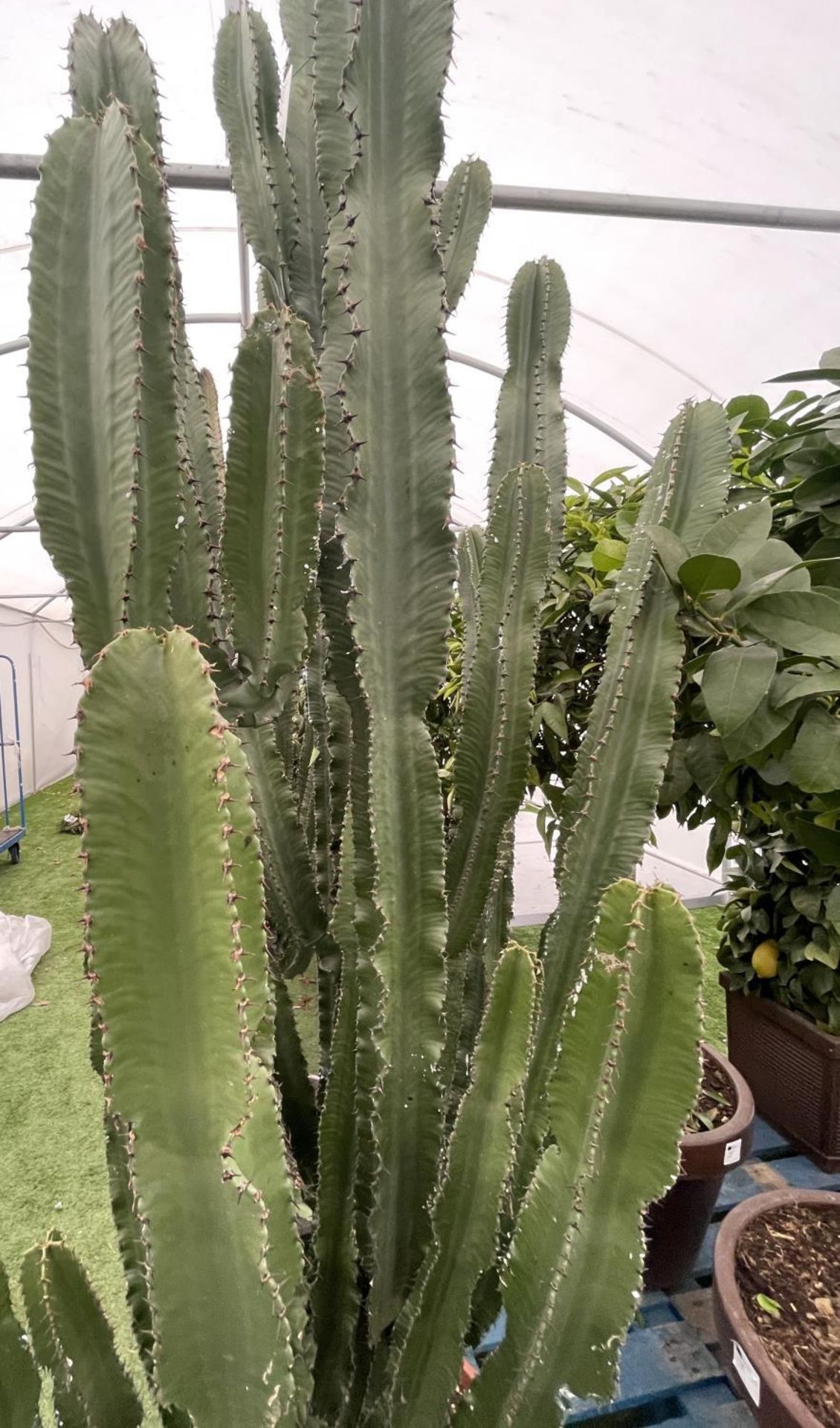 A LARGE EUPHORBIA ERYTREA CANDELABRUM CACTUS PLANT OVER 250CM TALL IN A 3O LITRE POT + VAT - Image 2 of 5