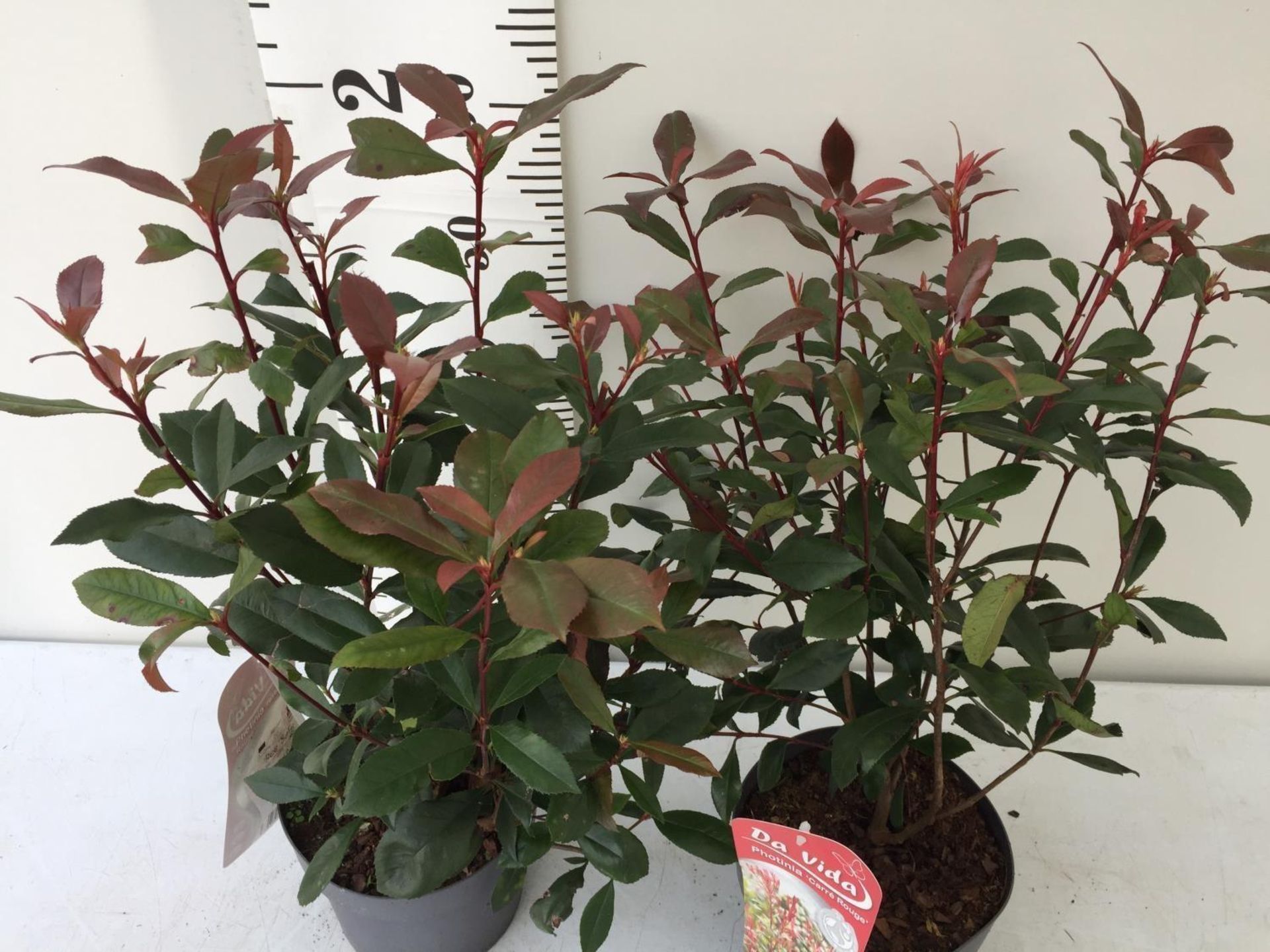 TWO PHOTINIA FRASERI 'CARRE ROUGE' PLANTS IN 3 LTR POTS APPROX 60CM IN HEIGHT PLUS VAT TO BE SOLD - Image 3 of 8