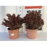 TWO RED COPROSMA PLANTS IN 10 LTR POTS APPROX 60CM IN HEIGHT PLUS VAT TO BE SOLD FOR THE TWO