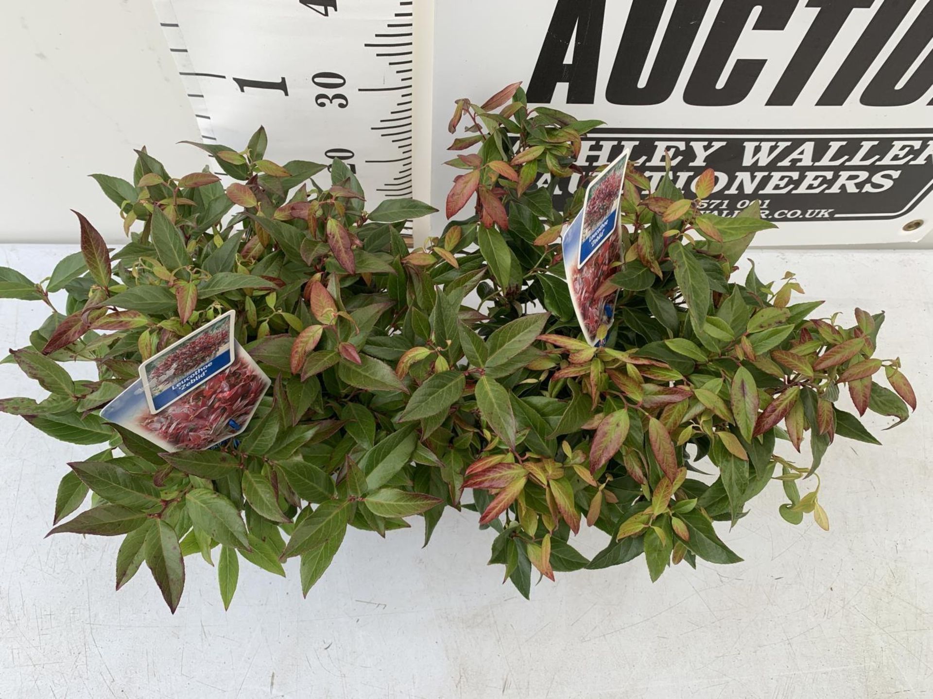 TWO LEUCOTHOE 'ZEBLID' APPROX 40CM IN HEIGHT IN 2LTR POTS PLUS VAT TO BE SOLD FOR THE TWO - Image 2 of 4