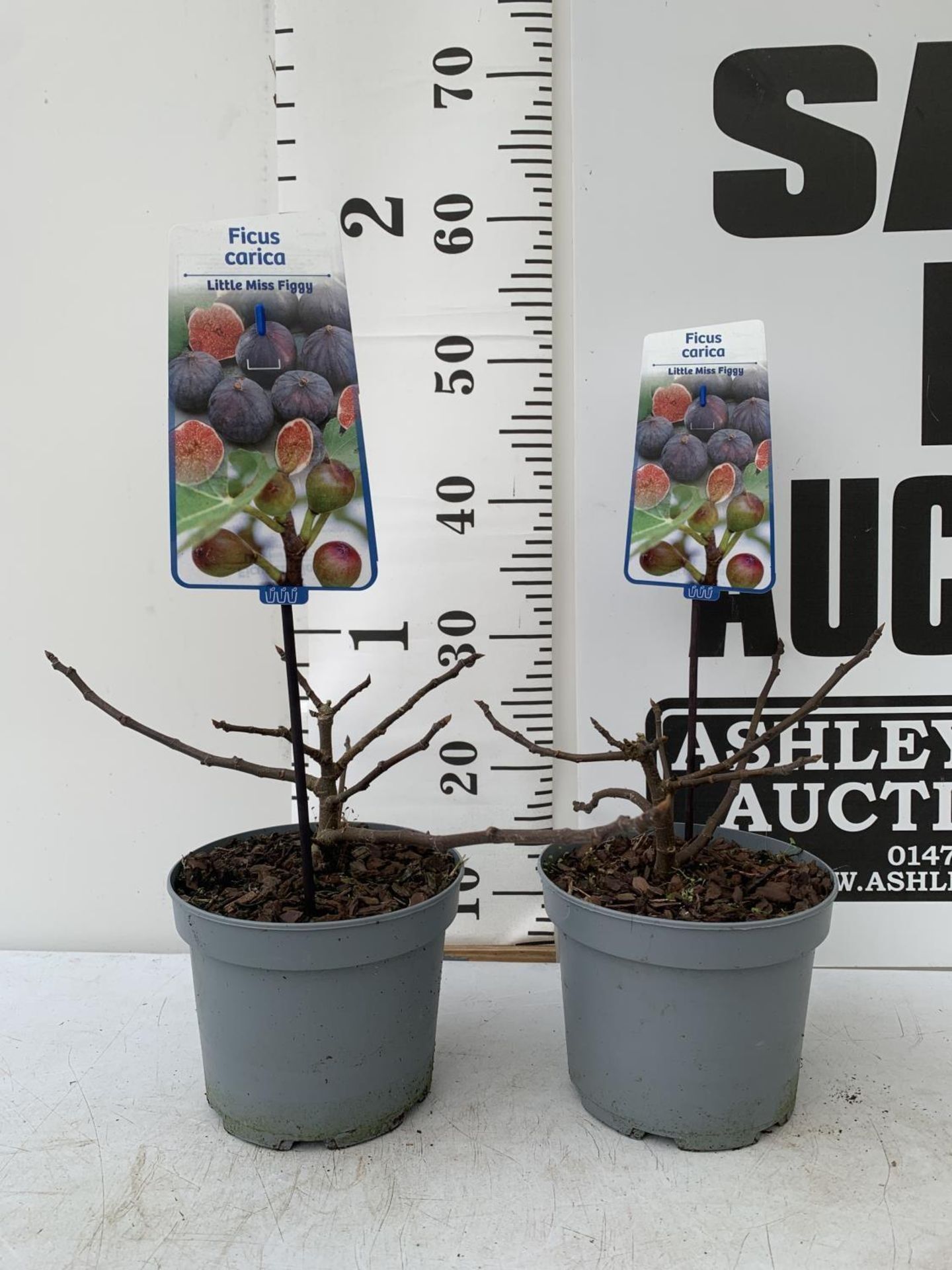 TWO FIG FICUS CARICA 'LITTLE MISS FIGGY' APPROX 35CM IN HEIGHT IN 2 LTR POTS NO VAT TO BE SOLD FOR - Image 2 of 4