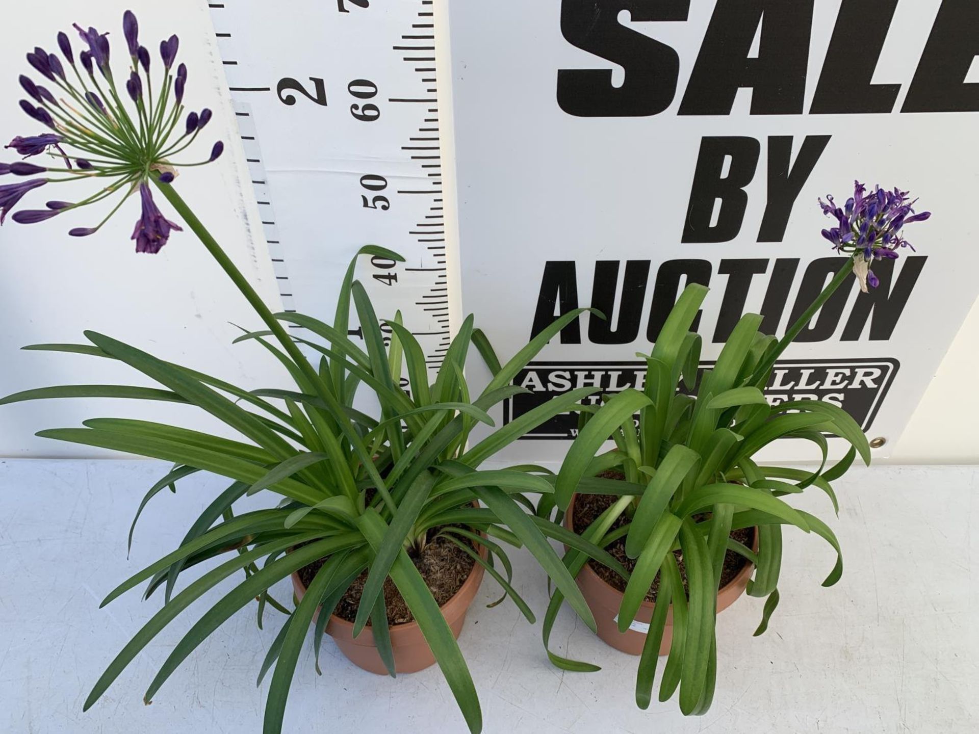 TWO LARGE AGAPANTHUS POPPIN PURPLE OVER 80CM TALL IN 5 LTR POTS TO BE SOLD FOR THE TWO + VAT - Image 3 of 4