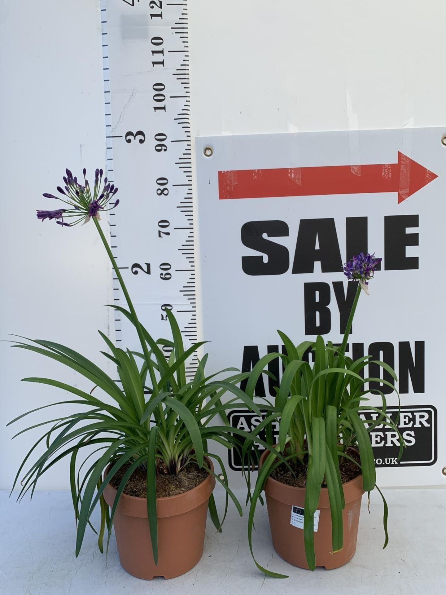 TWO LARGE AGAPANTHUS POPPIN PURPLE OVER 80CM TALL IN 5 LTR POTS TO BE SOLD FOR THE TWO + VAT - Image 2 of 4