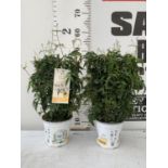 TWO CHERRY TREES AVIUM 'SUNBURST' AND 'REGINA' IN FIVE LTR POTS 110CM IN HEIGHT NO VAT TO BE SOLD