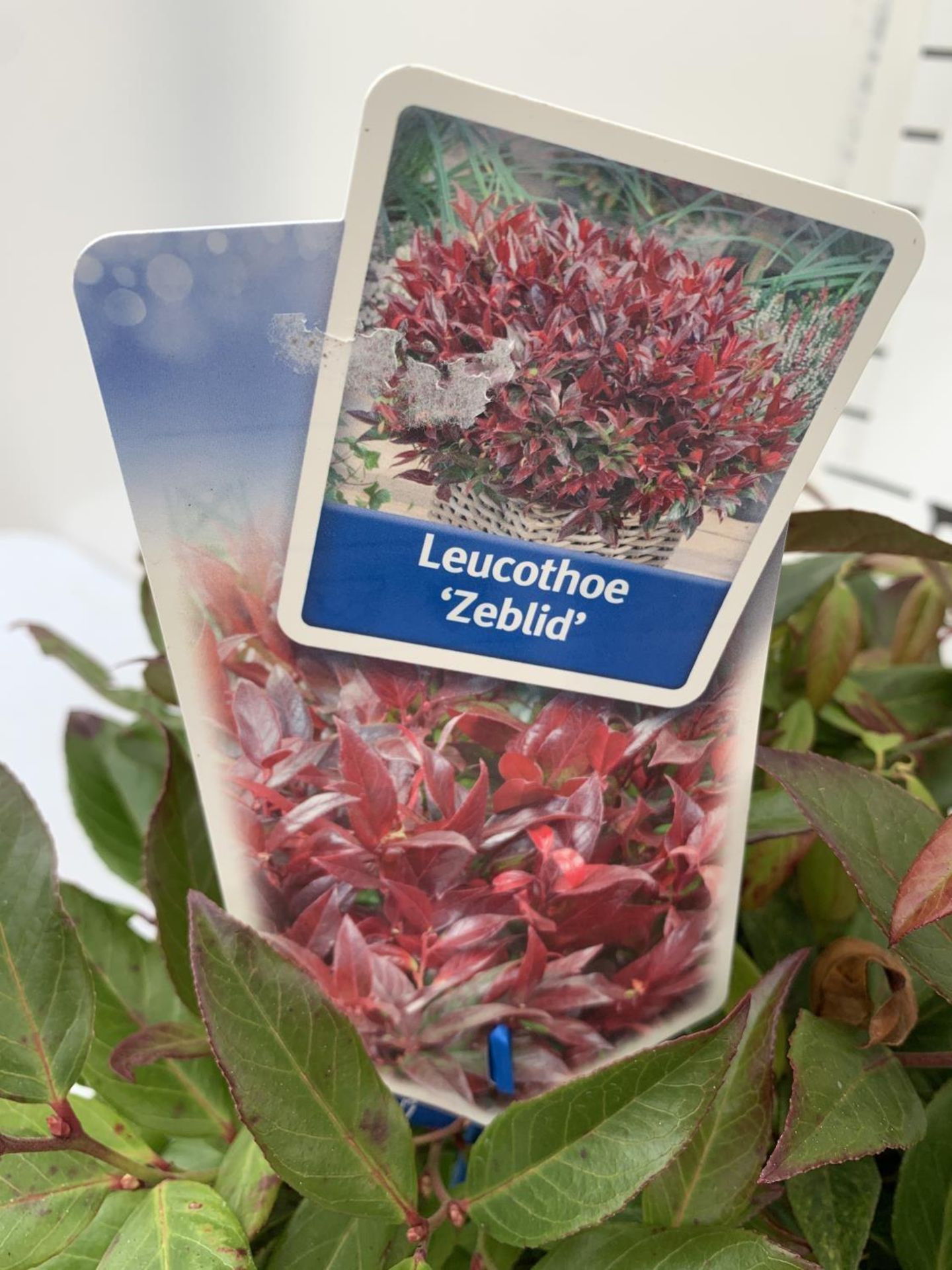 TWO LEUCOTHOE 'ZEBLID' APPROX 40CM IN HEIGHT IN 2LTR POTS PLUS VAT TO BE SOLD FOR THE TWO - Image 4 of 4