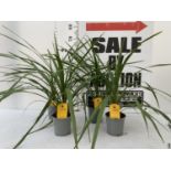 FOUR CORDYLINE GREEN 'IN PEKO' IN 1 LITRE POTS APPROX 70CM IN HEIGHT TO BE SOLD FOR THE FOUR PLUS