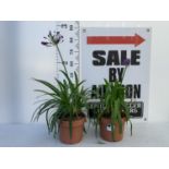 TWO LARGE AGAPANTHUS POPPIN PURPLE OVER 80CM TALL IN 5 LTR POTS TO BE SOLD FOR THE TWO + VAT