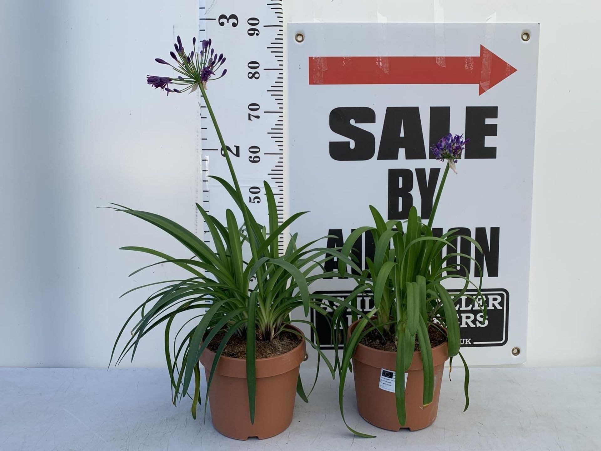 TWO LARGE AGAPANTHUS POPPIN PURPLE OVER 80CM TALL IN 5 LTR POTS TO BE SOLD FOR THE TWO + VAT