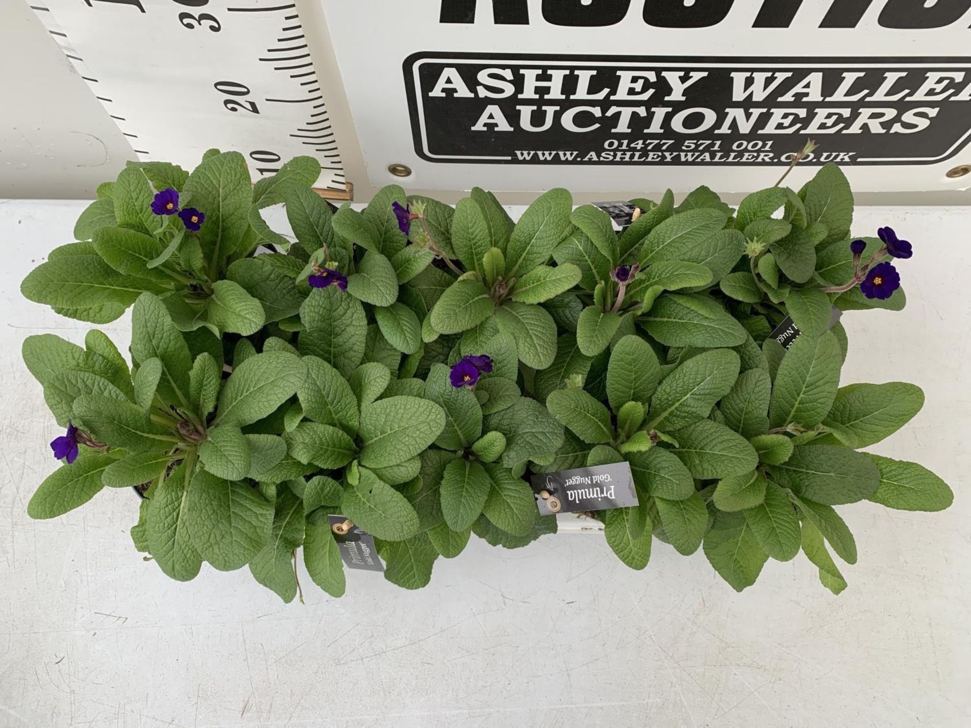 TEN POTS OF PRIMULA PURPLE 'GOLDEN NUGGET' TO BE SOLD FOR THE TEN PLUS VAT - Image 2 of 4