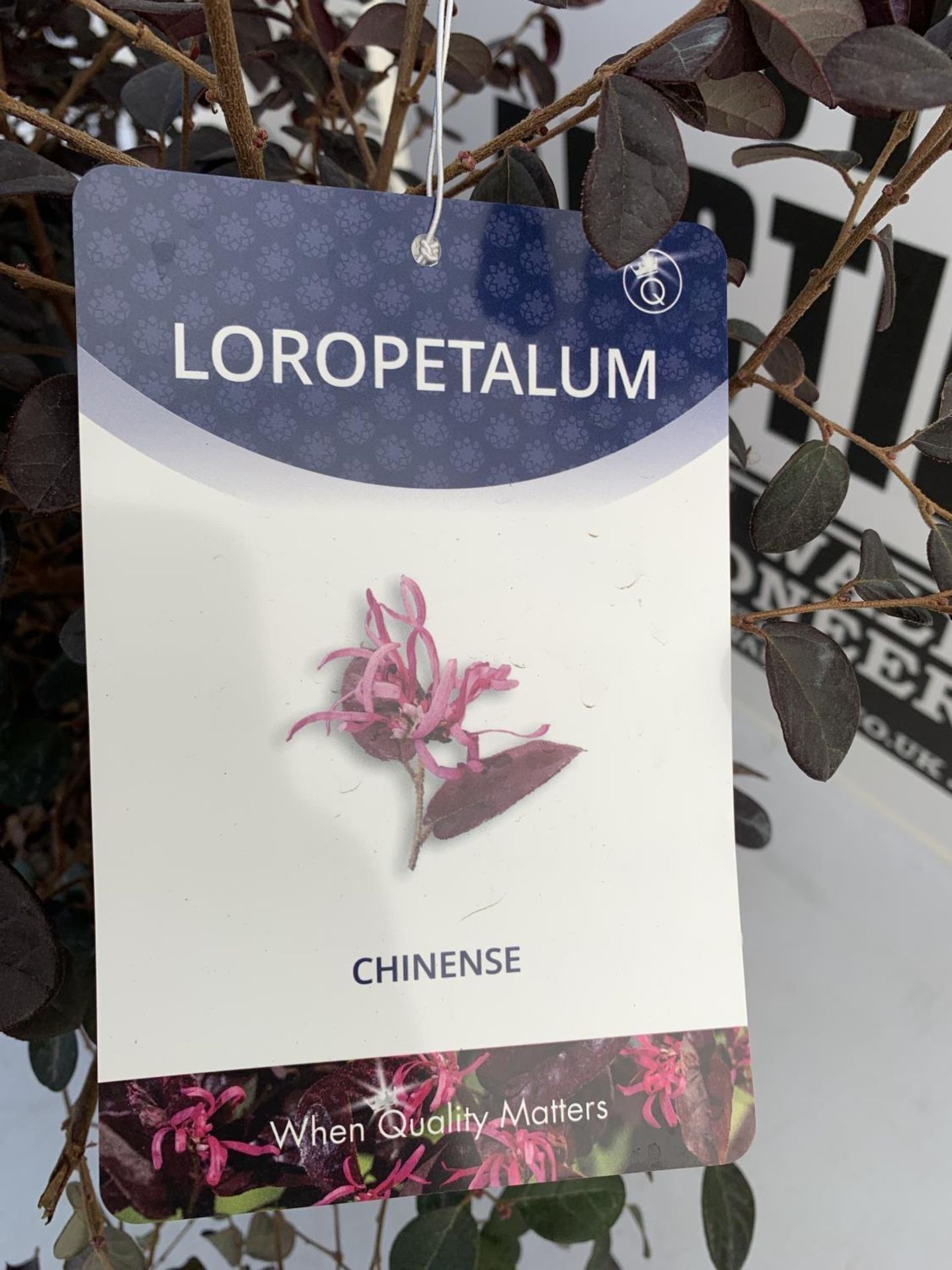 TWO LOROPETALUM CHINENSE- CHINESE FRINGE FLOWER 'BLACK PEARL' BUSHES APPROX 80CM IN HEIGHT PLUS - Image 4 of 4