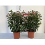 TWO LARGE VIBURNUM TINUS SPIRIT BUSHES APPROX 85CM IN HEIGHT IN 7LTR POTS PLUS VAT TO BE SOLD FOR