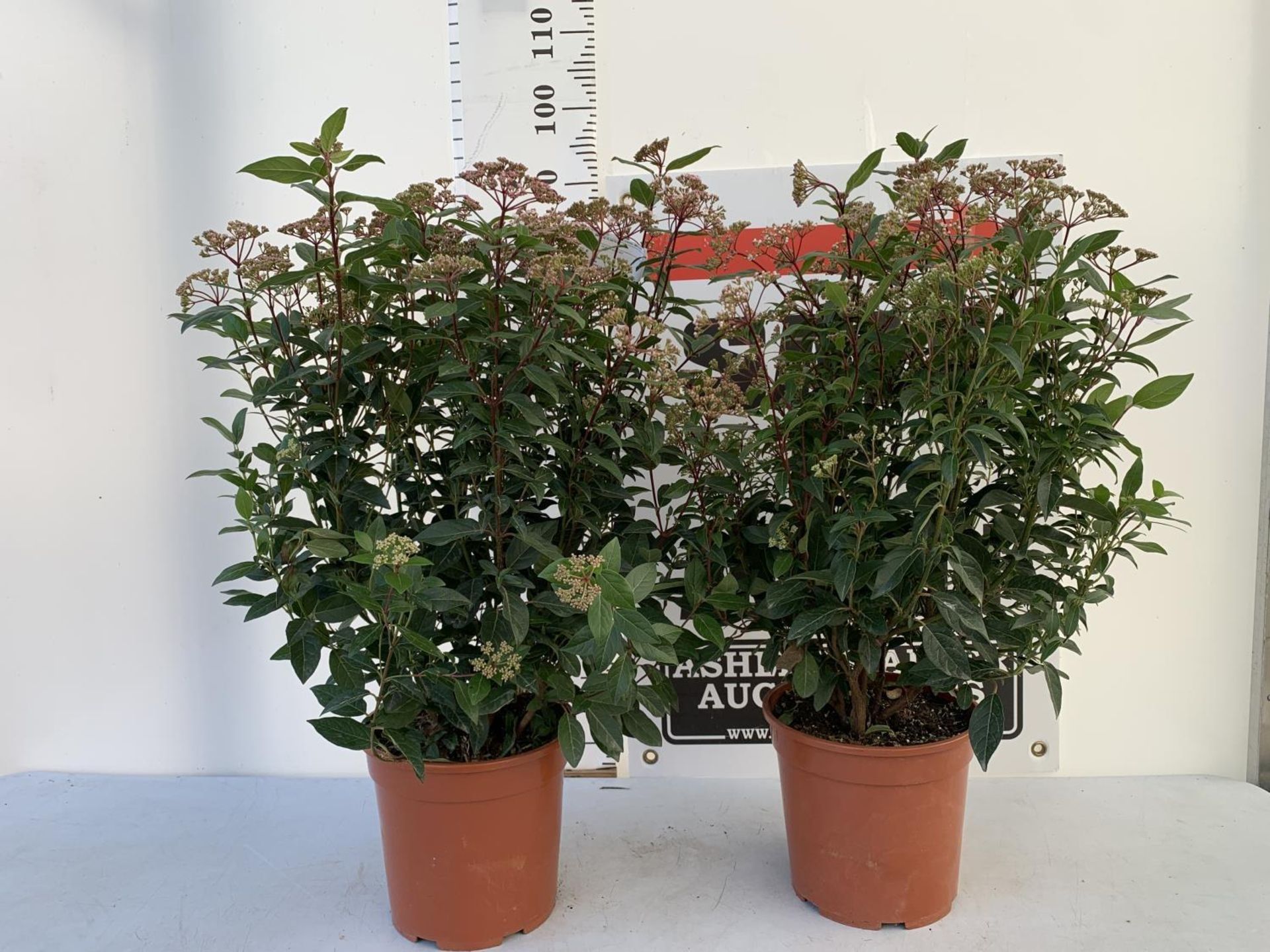 TWO LARGE VIBURNUM TINUS SPIRIT BUSHES APPROX 85CM IN HEIGHT IN 7LTR POTS PLUS VAT TO BE SOLD FOR