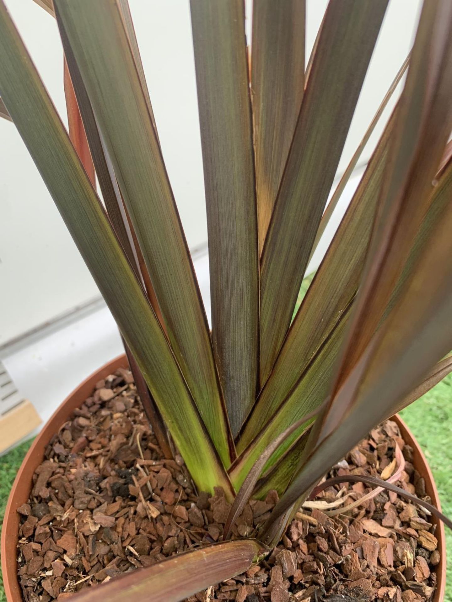 TWO PHORMIUM TENAX 'CREAM DELIGHT' AND 'PLATTS BLACK' IN 3LTR POTS APPROX 80CM IN HEIGHT PLUS VAT TO - Image 4 of 6